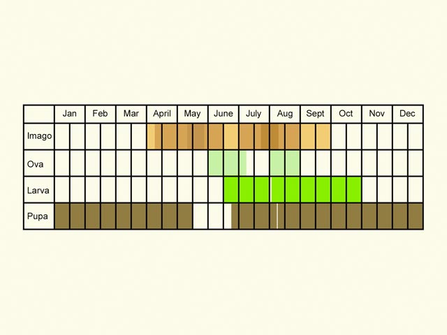  Life stages table Copyright Martin Evans 