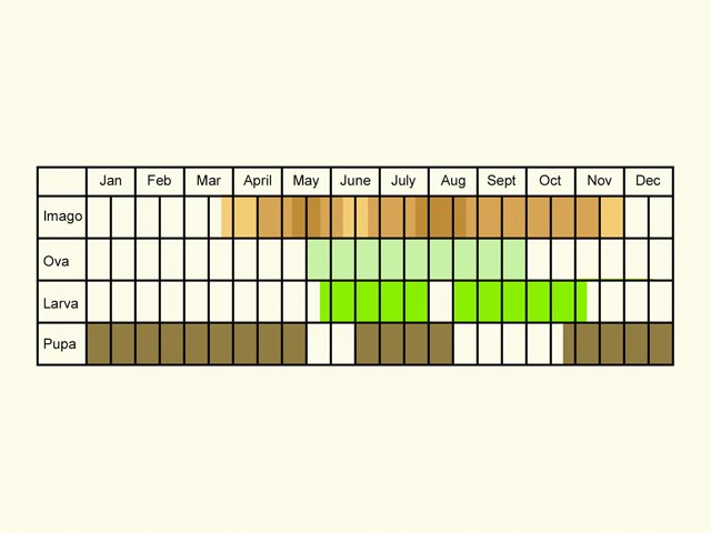  Life stages table Copyright Martin Evans 