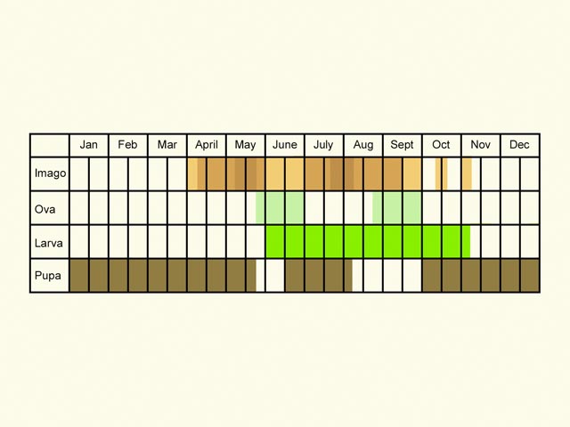  Life stages table Copyright Martin Evans 