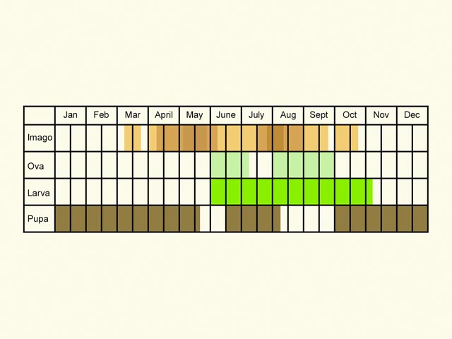  Life stages table Copyright Martin Evans 
