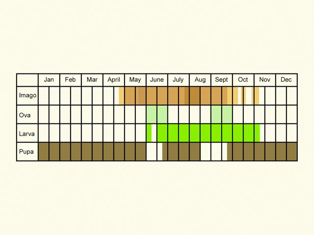  Life stages table Copyright Martin Evans 