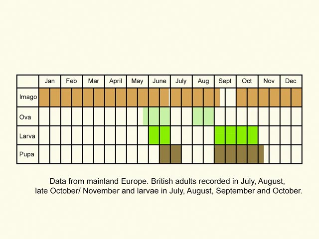  Life stages table Copyright Martin Evans 
