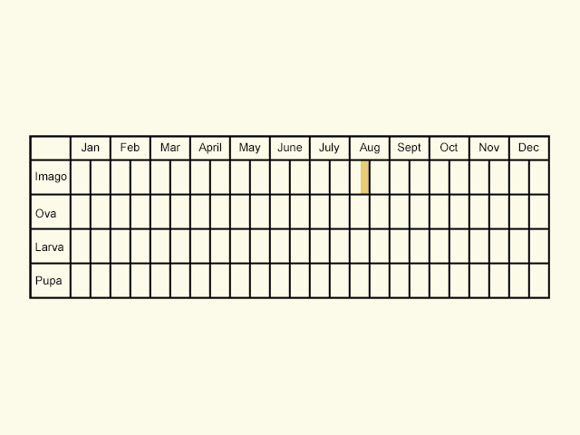  Life stages table Copyright Martin Evans 
