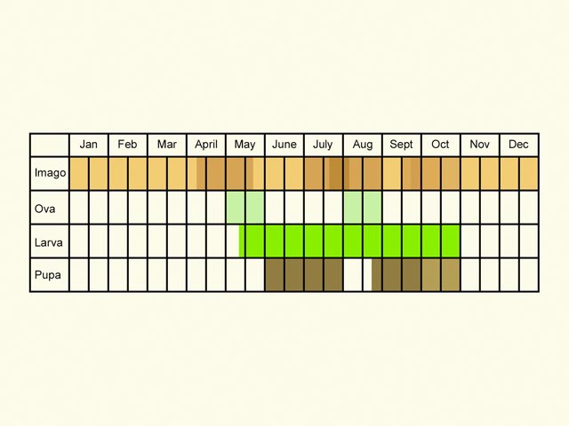  Life stages table Copyright Martin Evans 