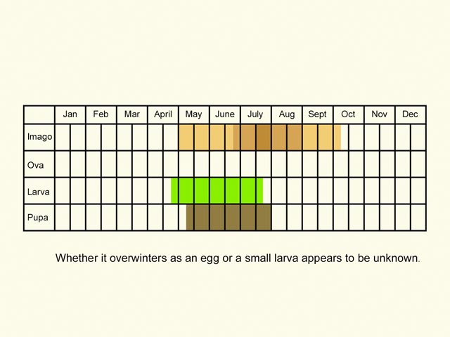  Life stages table Copyright Martin Evans 