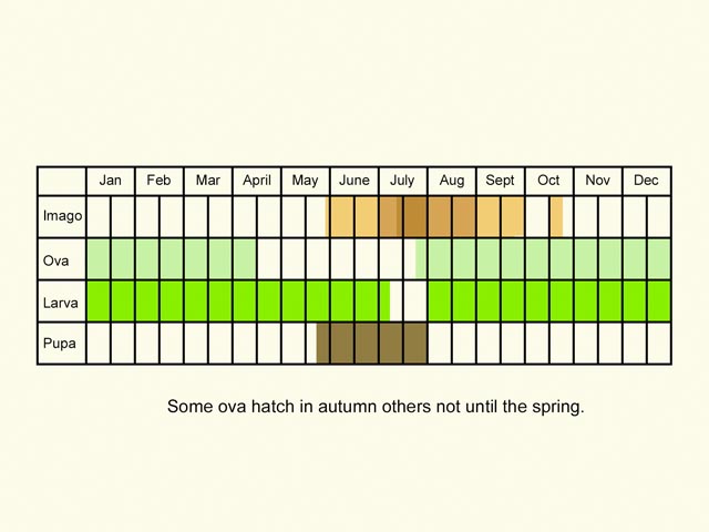  Life stages table Copyright Martin Evans 