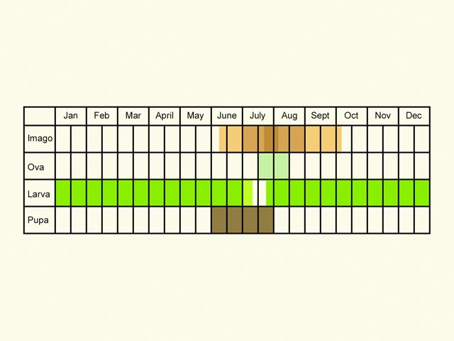  Life stages table Copyright Martin Evans 
