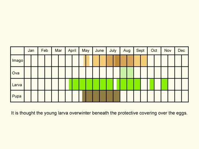  Life stages table Copyright Martin Evans 