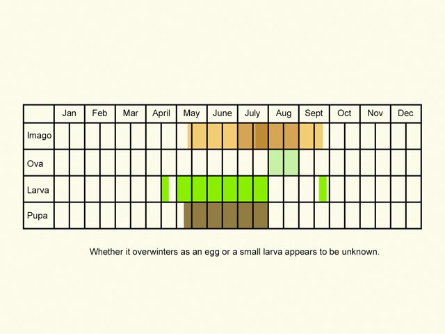  Life stages table Copyright Martin Evans 