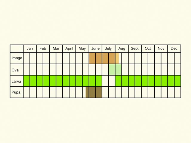  Life stages table Copyright Martin Evans 