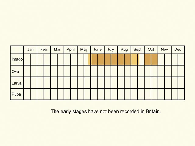  Life stages table Copyright Martin Evans 