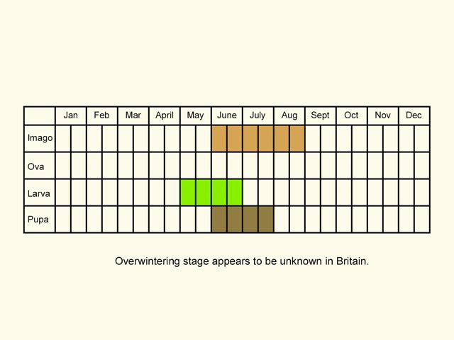  Life stages table Copyright Martin Evans 