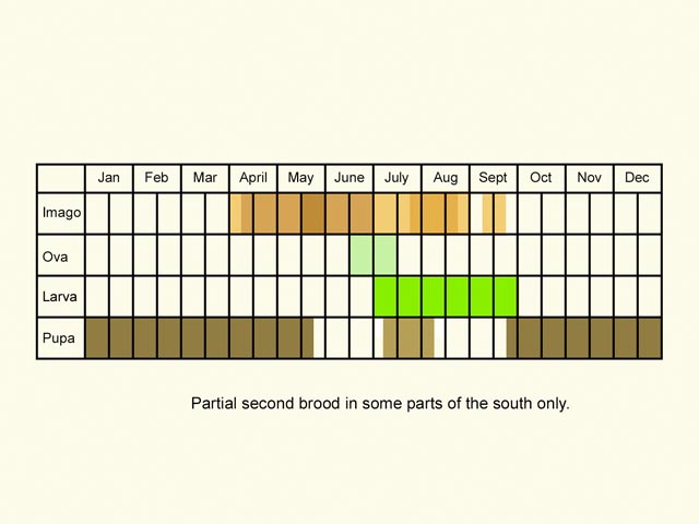  Life stages table Copyright Martin Evans 