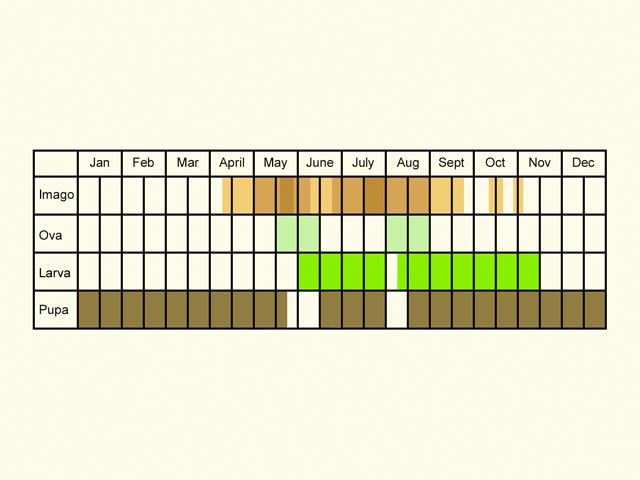  Life stages table Copyright Martin Evans 