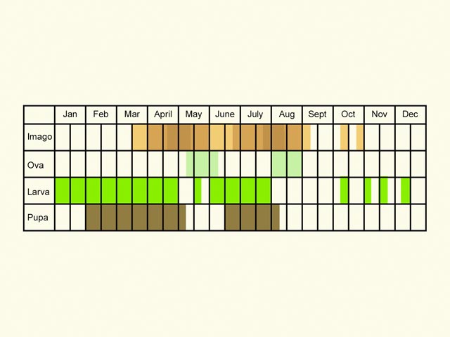  Life stages table Copyright Martin Evans 