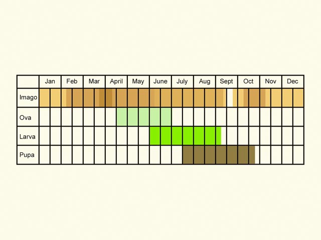  Life stages table Copyright Martin Evans 