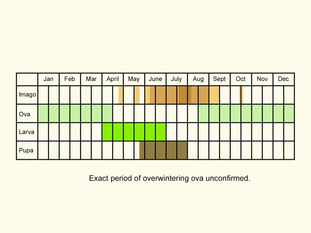  Life stages table Copyright Martin Evans 