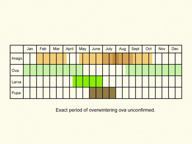 Life stages table Copyright Martin Evans 