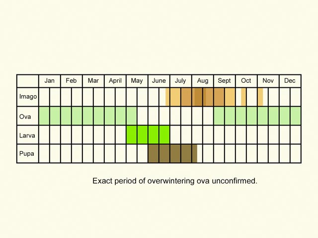  Life stages table Copyright Martin Evans 