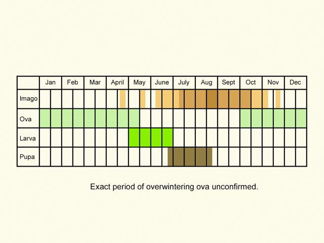  Life stages table Copyright Martin Evans 