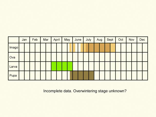  Life stages table Copyright Martin Evans 