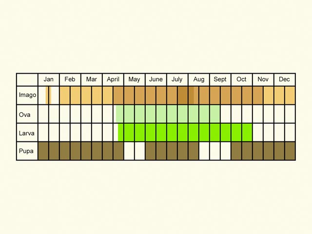  Life stages table Copyright Martin Evans 