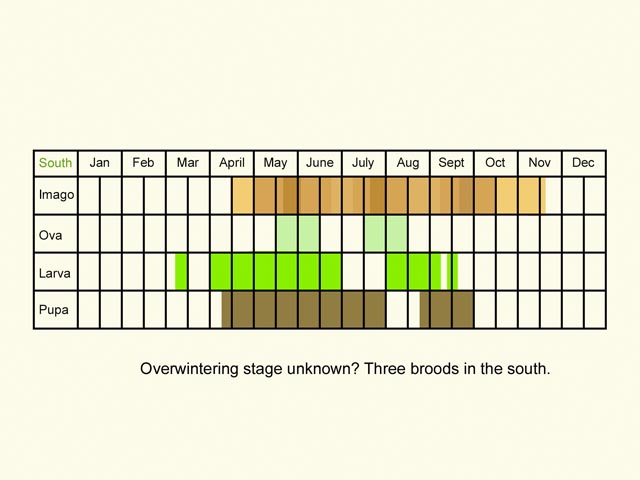  Life stages table Copyright Martin Evans 