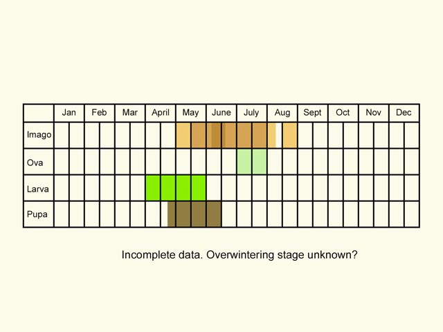  Life stages table Copyright Martin Evans 