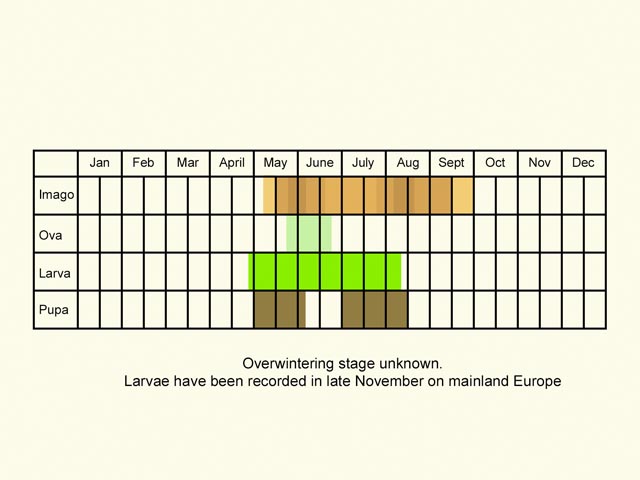  Life stages table Copyright Martin Evans 