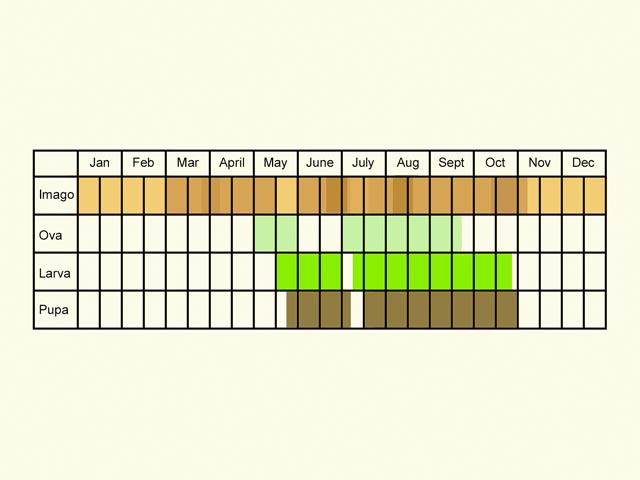  Life stages table Copyright Martin Evans 