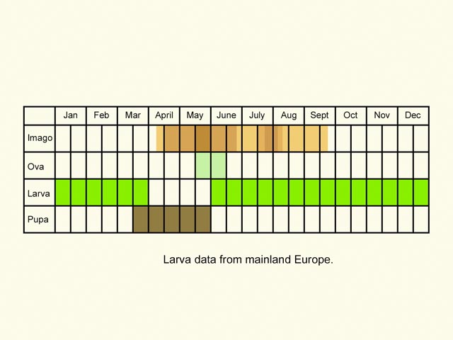  Life stages table Copyright Martin Evans 
