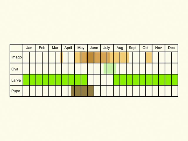  Life stages table Copyright Martin Evans 