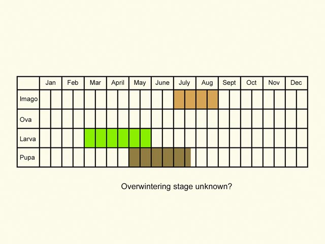  Life stages table Copyright Martin Evans 
