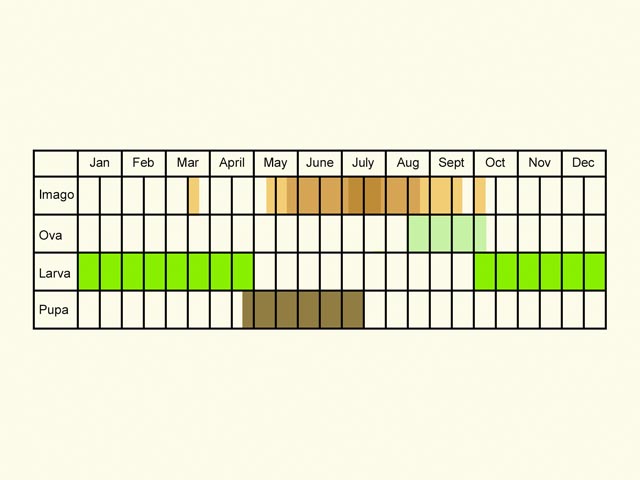  Life stages table Copyright Martin Evans 