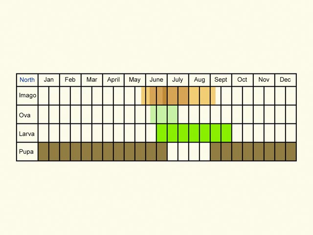  Life stages table north Copyright Martin Evans 