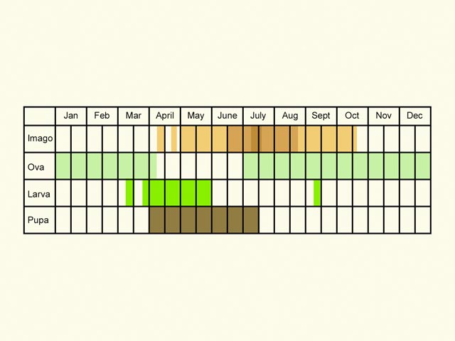  Life stages table Copyright Martin Evans 