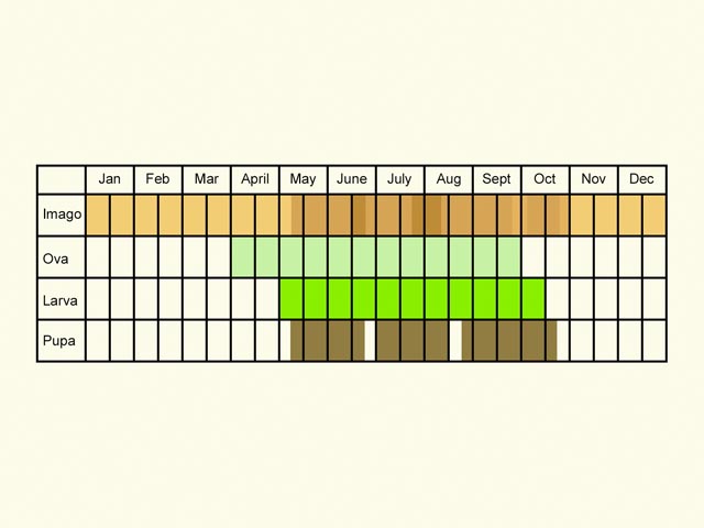  Life stages table Copyright Martin Evans 