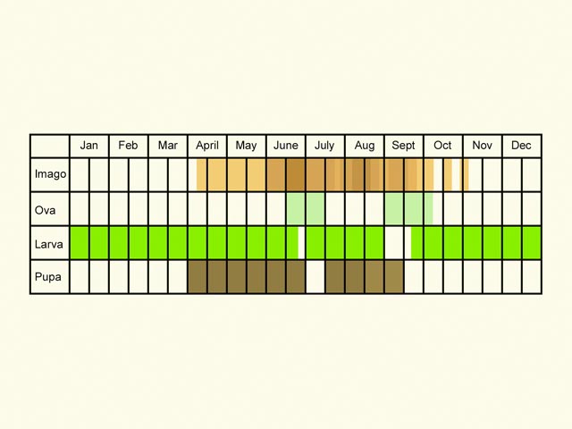  Life stages table Copyright Martin Evans 