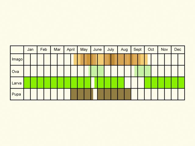  Life stages table Copyright Martin Evans 
