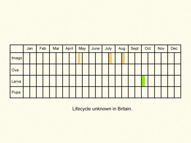  Life stages table Copyright Martin Evans 