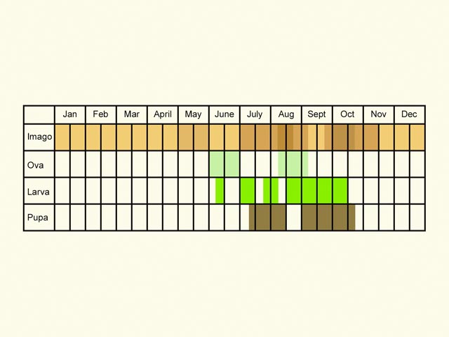  Life stages table Copyright Martin Evans 