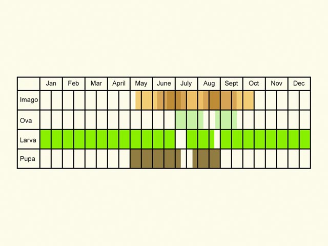  Life stages table Copyright Martin Evans 