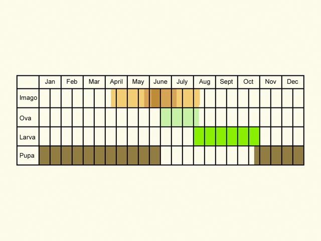  Life stages table Copyright Martin Evans 