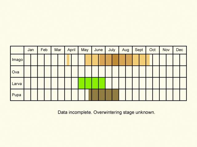  Life stages table Copyright Martin Evans 
