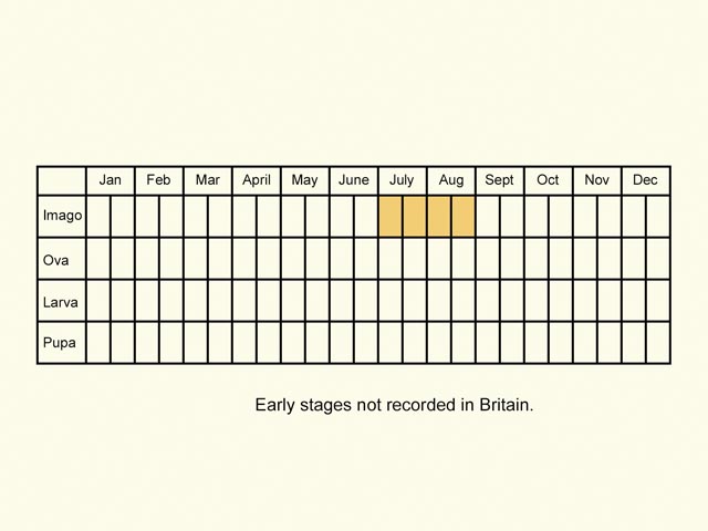 Life stages table Copyright Martin Evans 