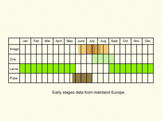  Life stages table Copyright Martin Evans 
