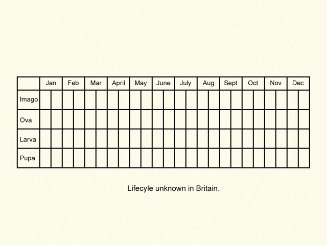  Life stages table Copyright Martin Evans 