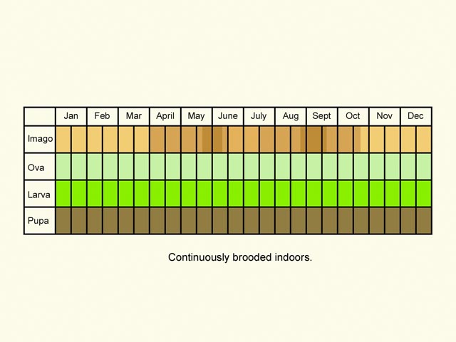  Life stages table Copyright Martin Evans 