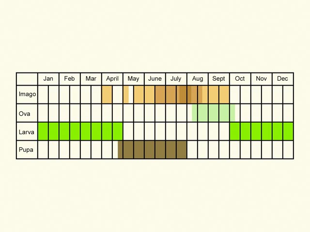 Life stages table Copyright Martin Evans 