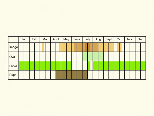  Life stages table Copyright Martin Evans 